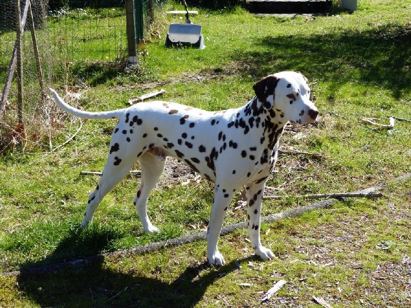 les chiens de florence Gold river